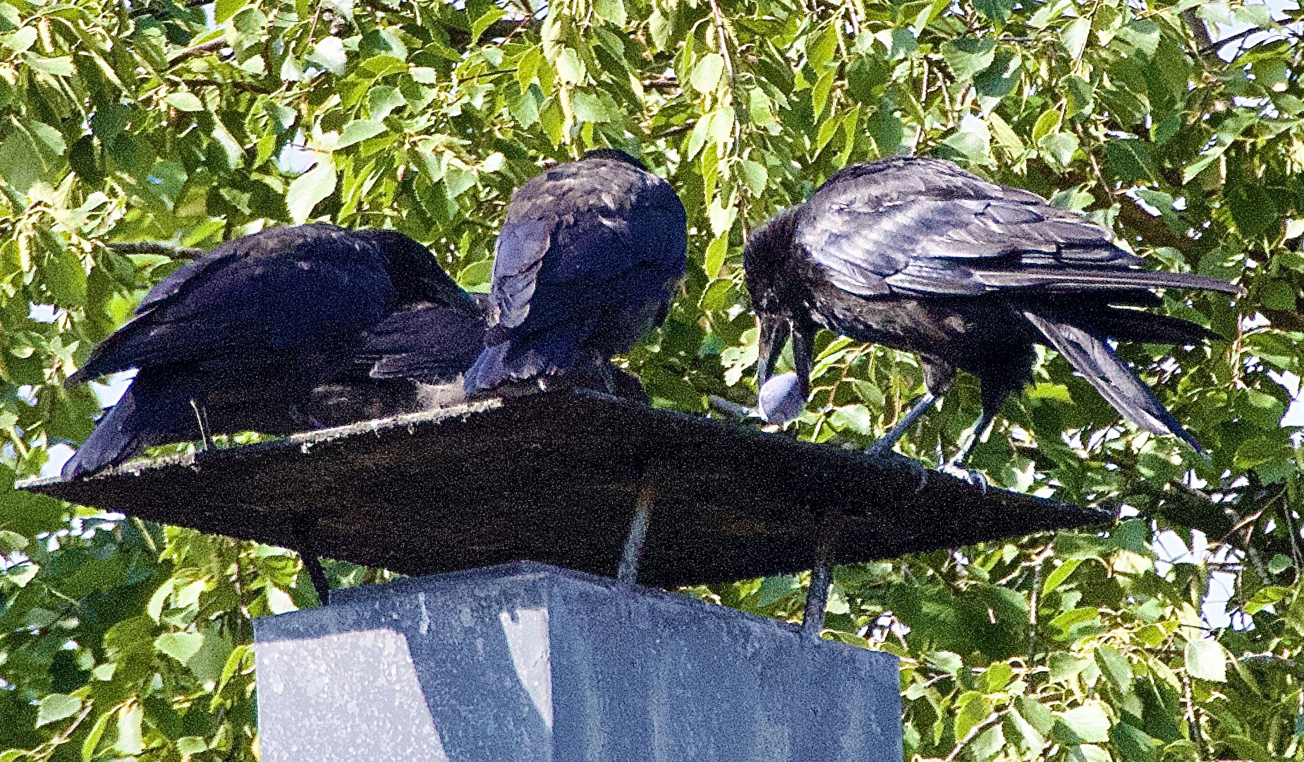 Carrion Crows