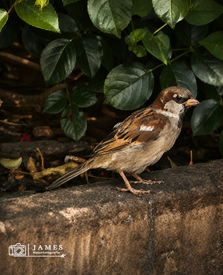 Der kleine Moment der Natur 🐦🌿