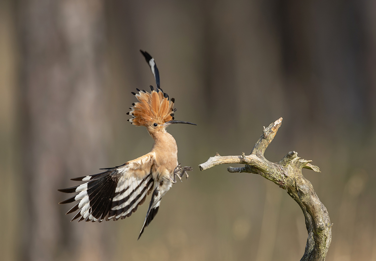 Anflug