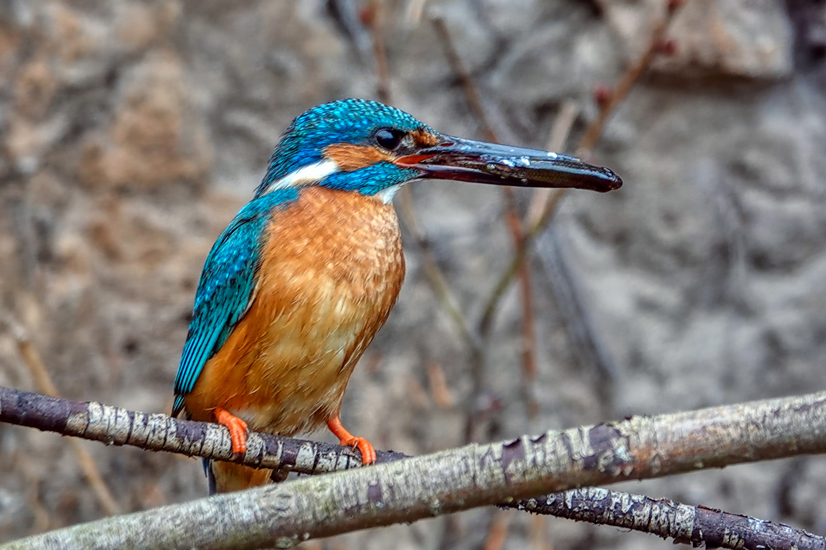 Eisvogel