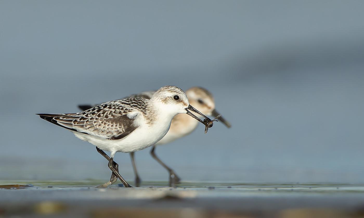Sanderling mit Beute