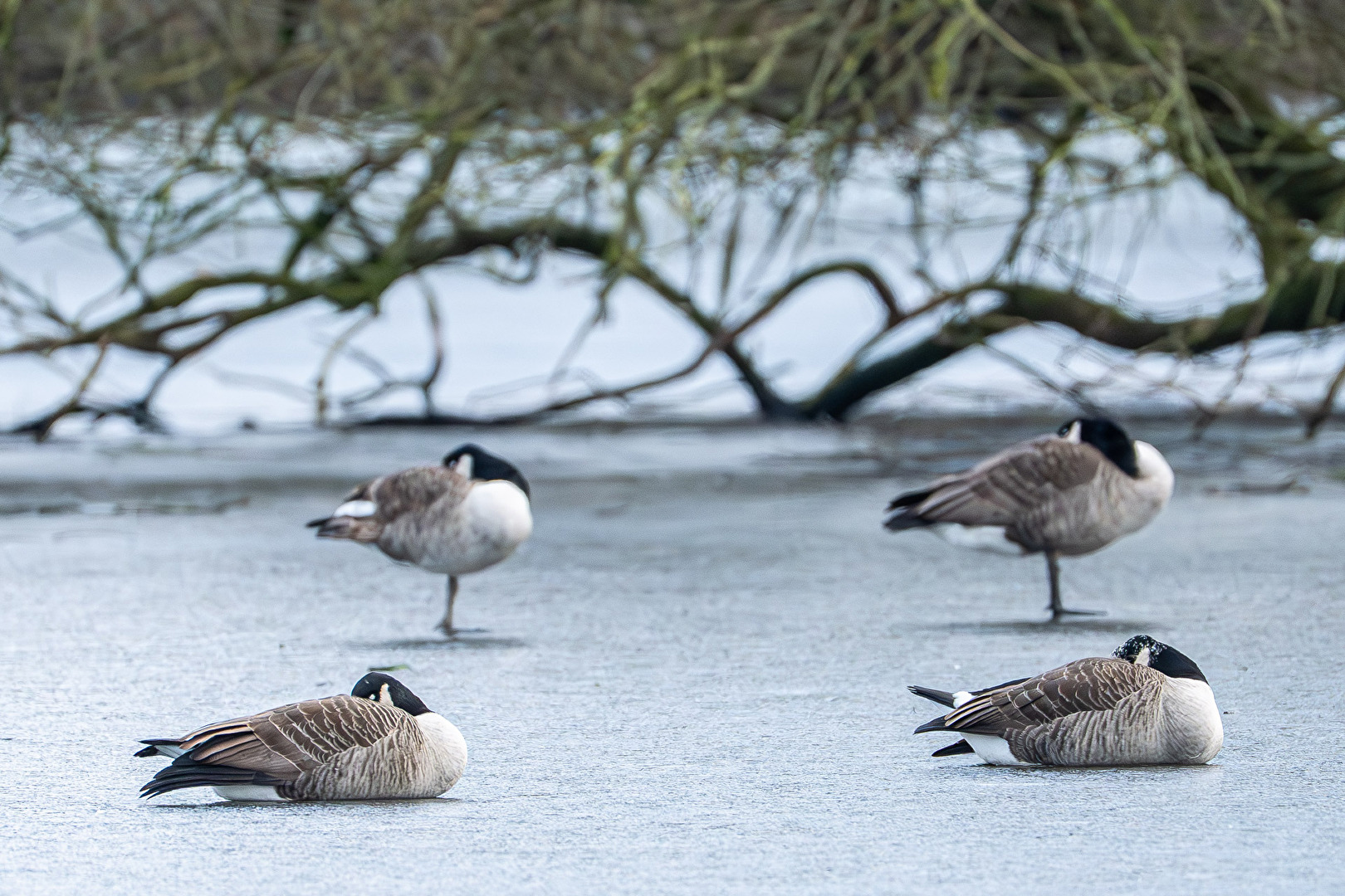 Synchronschlaf