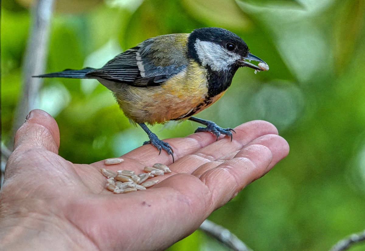 Schwiegereltern haben eine Meise :-)
