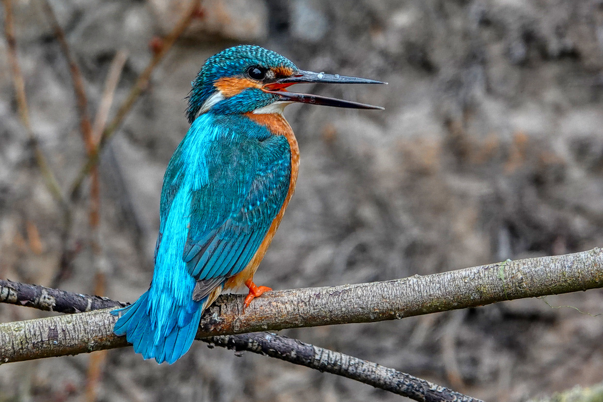 Eisvögel