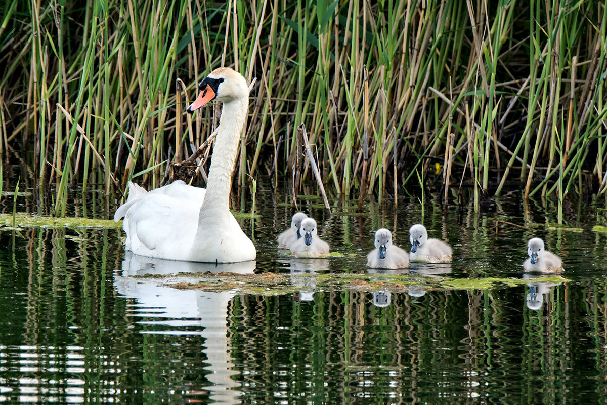 Schwanennachwuchs
