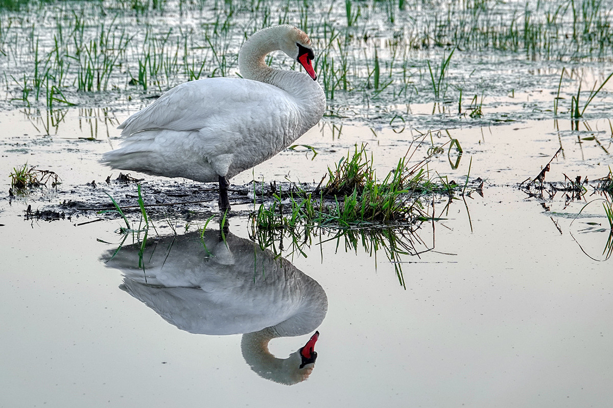 Höckerschwan