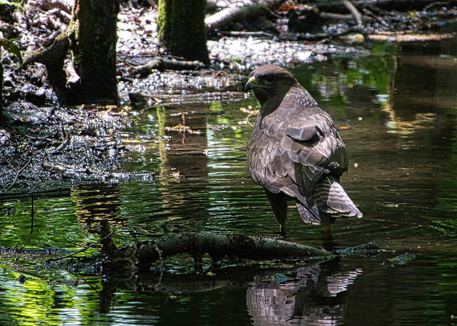 Mäusebussard im Bachlauf