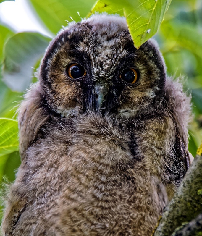 Junge Waldohr Eule