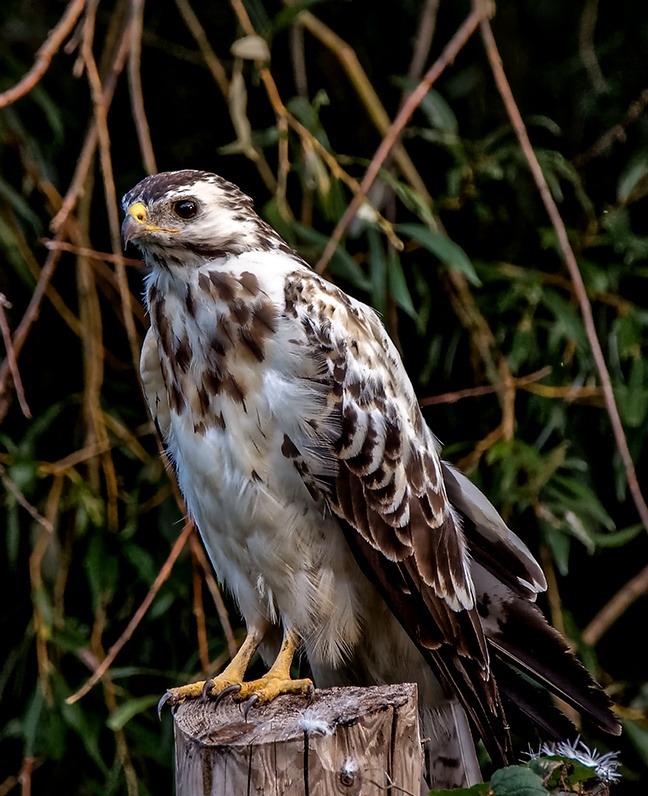 Heller Mäusebussard