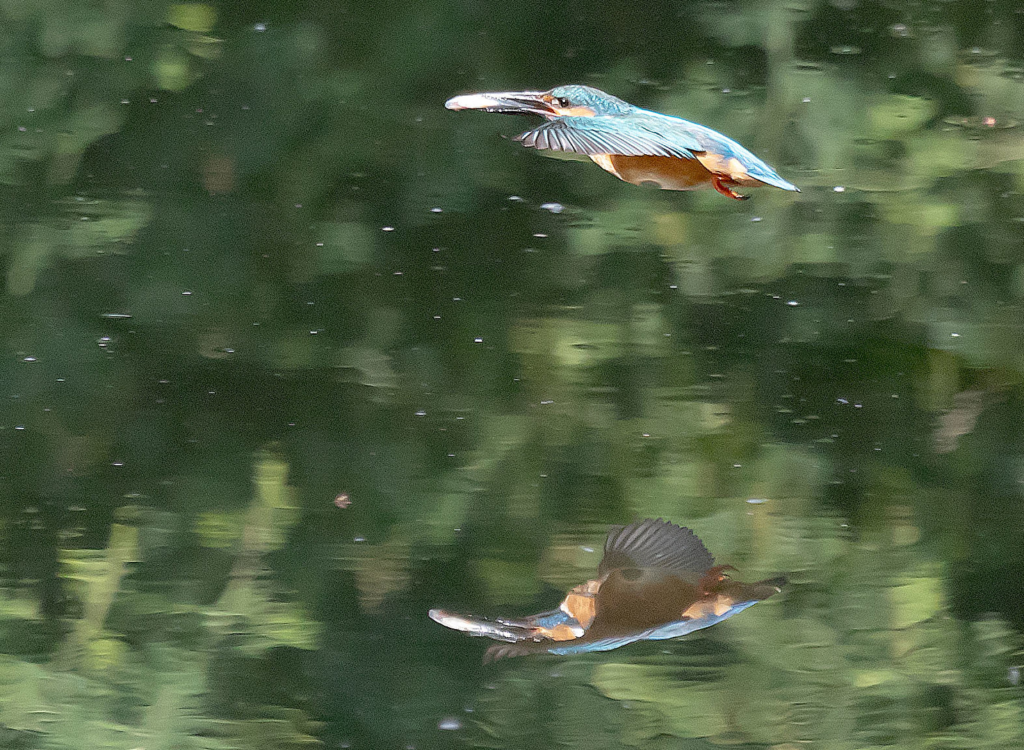 rasend schnell flog der Eisvogel  über der Wasseroberfläche