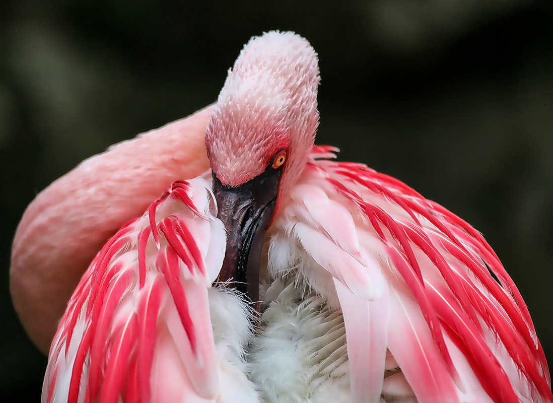 Beautiful in Pink II