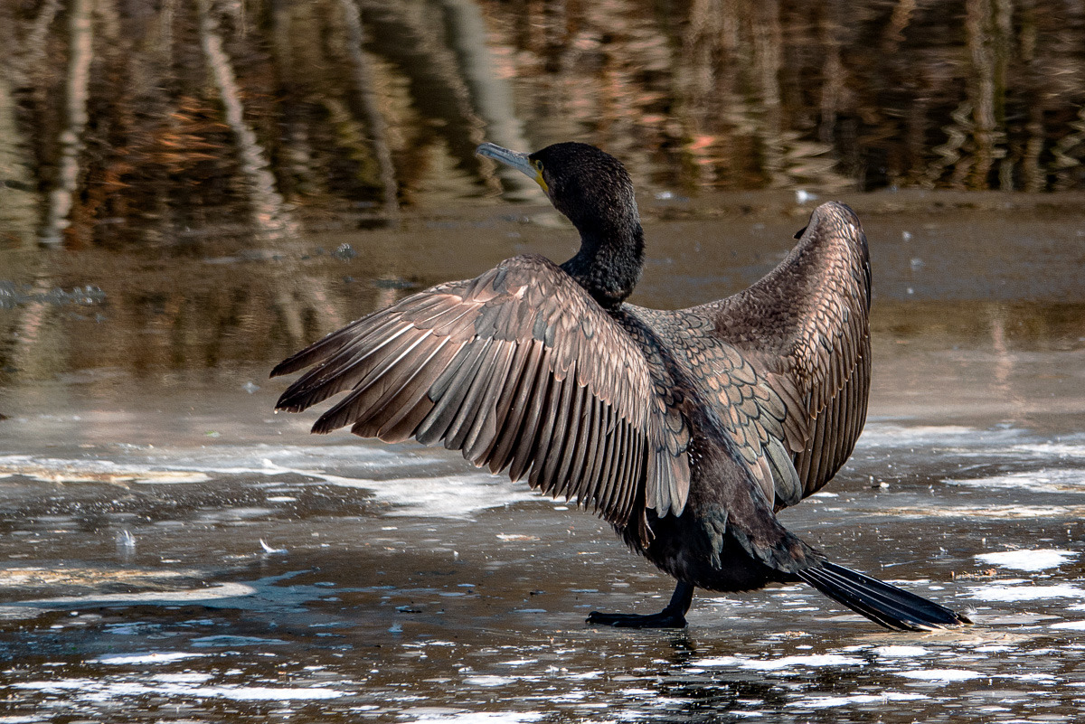 Kormoran