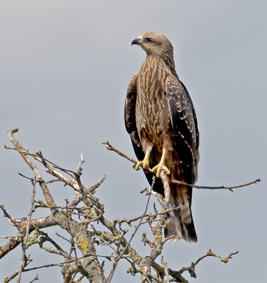 wie ein König begutachtet er sein Umfeld