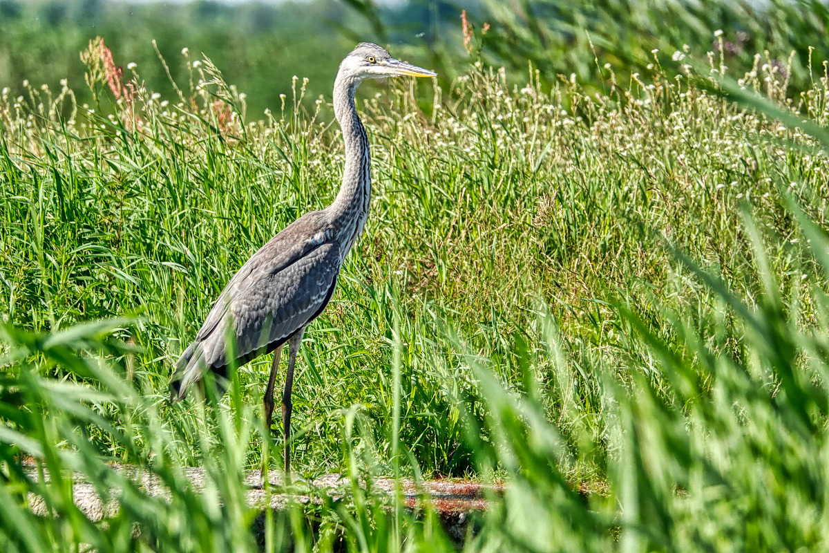 Graureiher