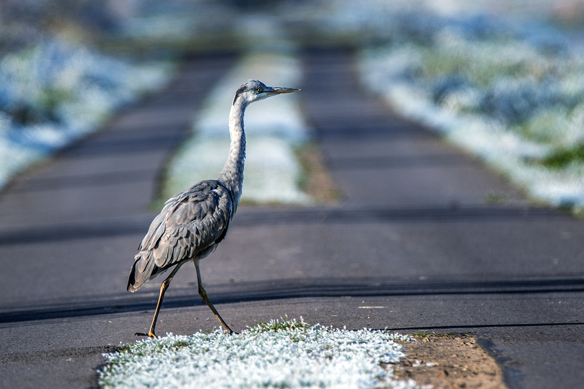 Vorfahrt für Reiher