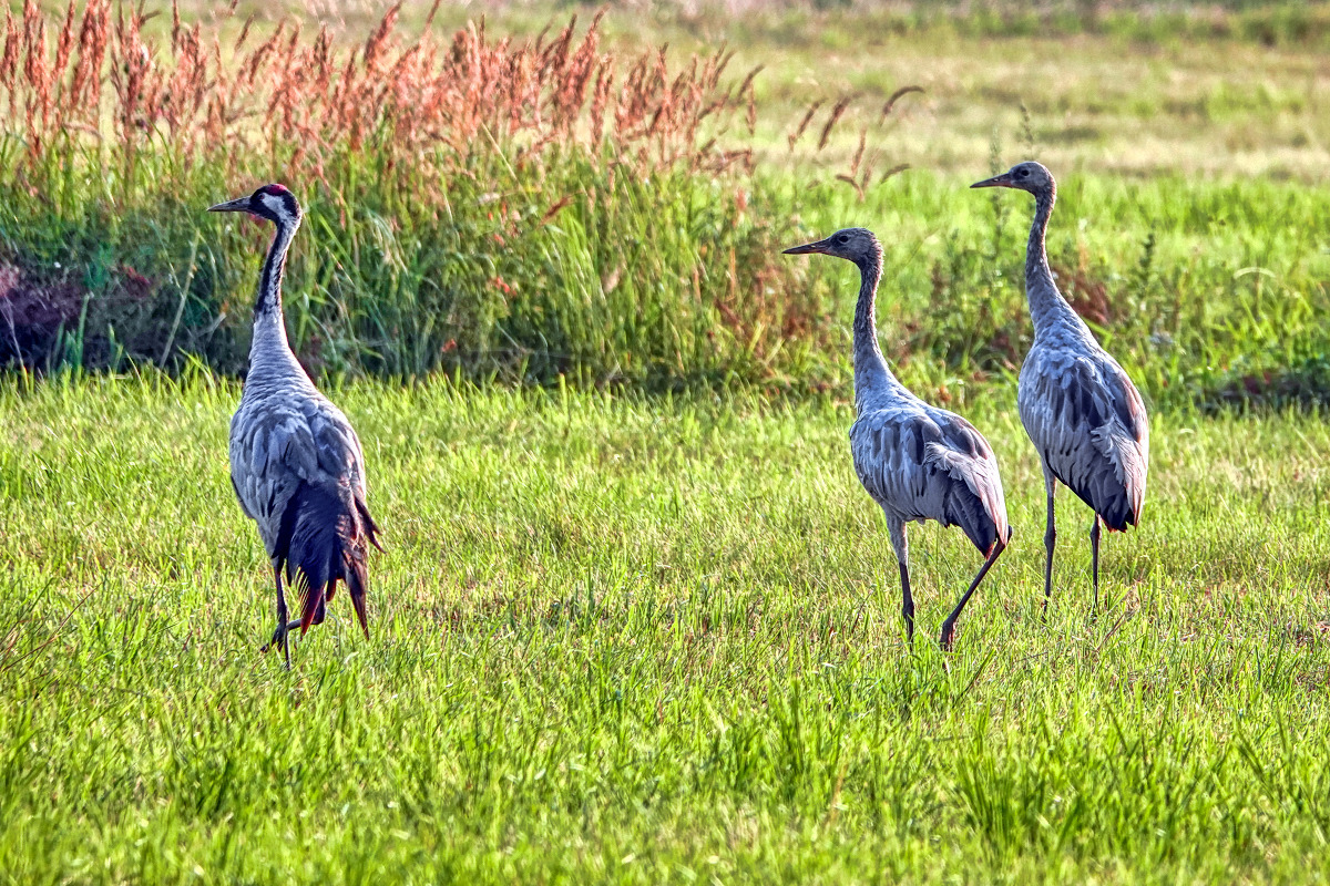 Familie Kranich