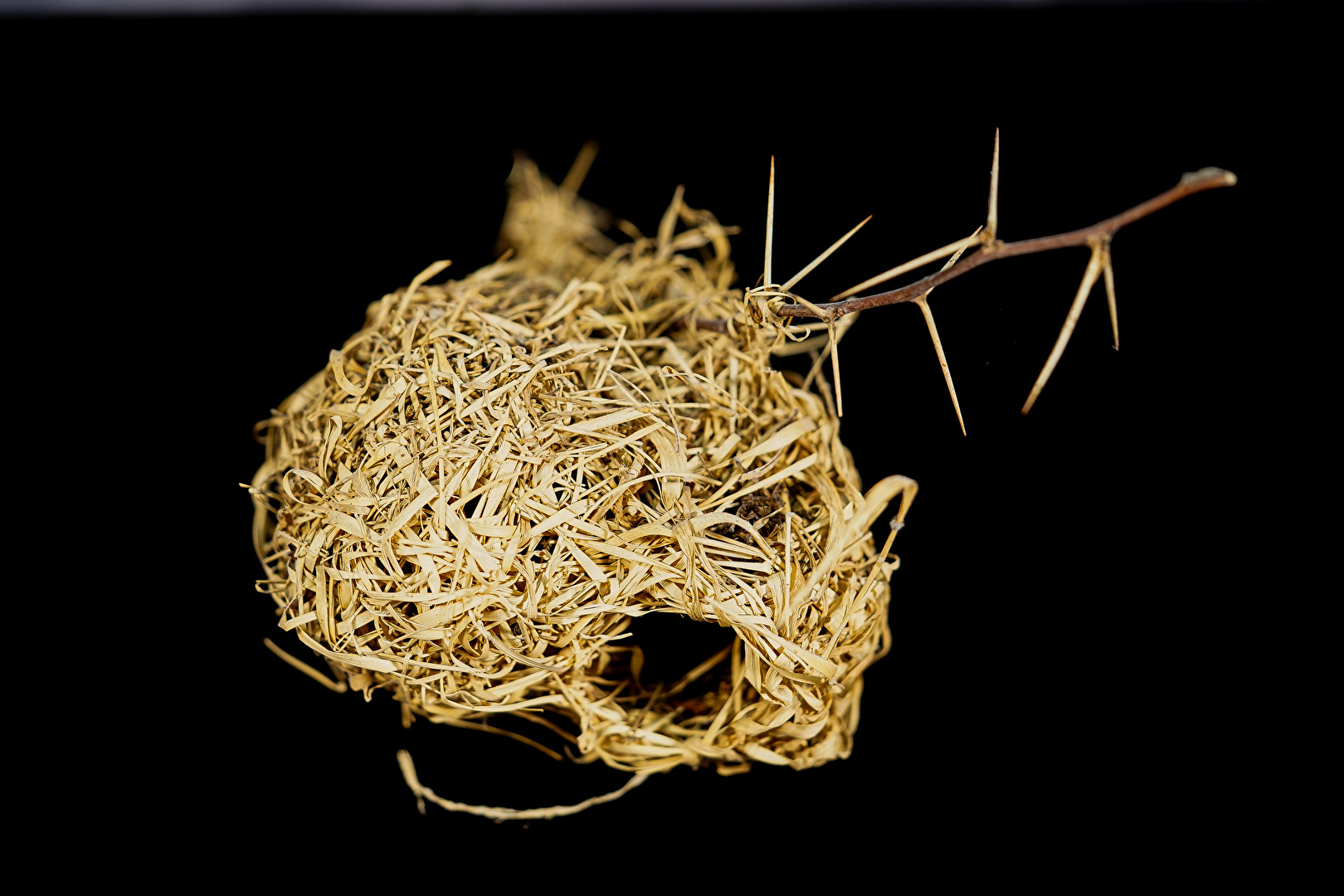 Webervogel Nest