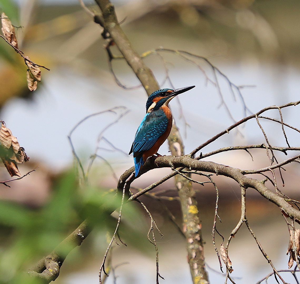 Eisvogel