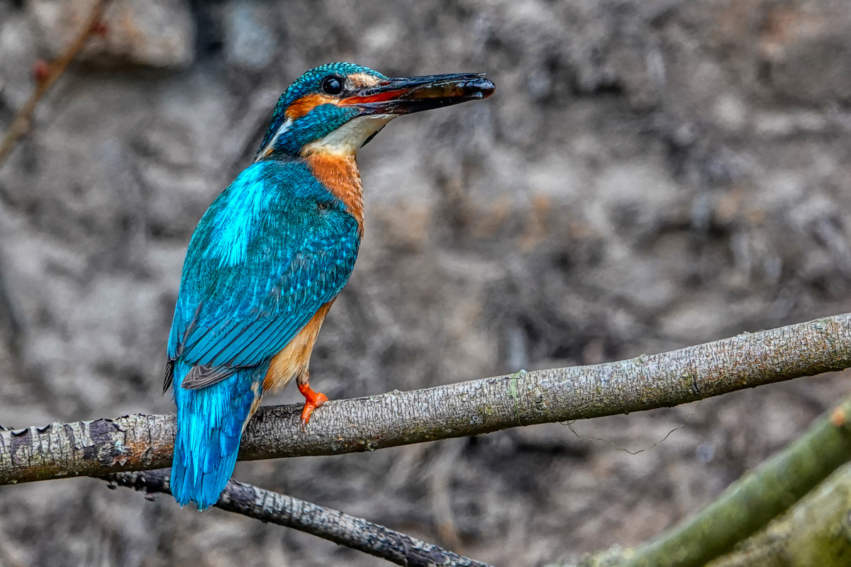Nachschub für die Jungen