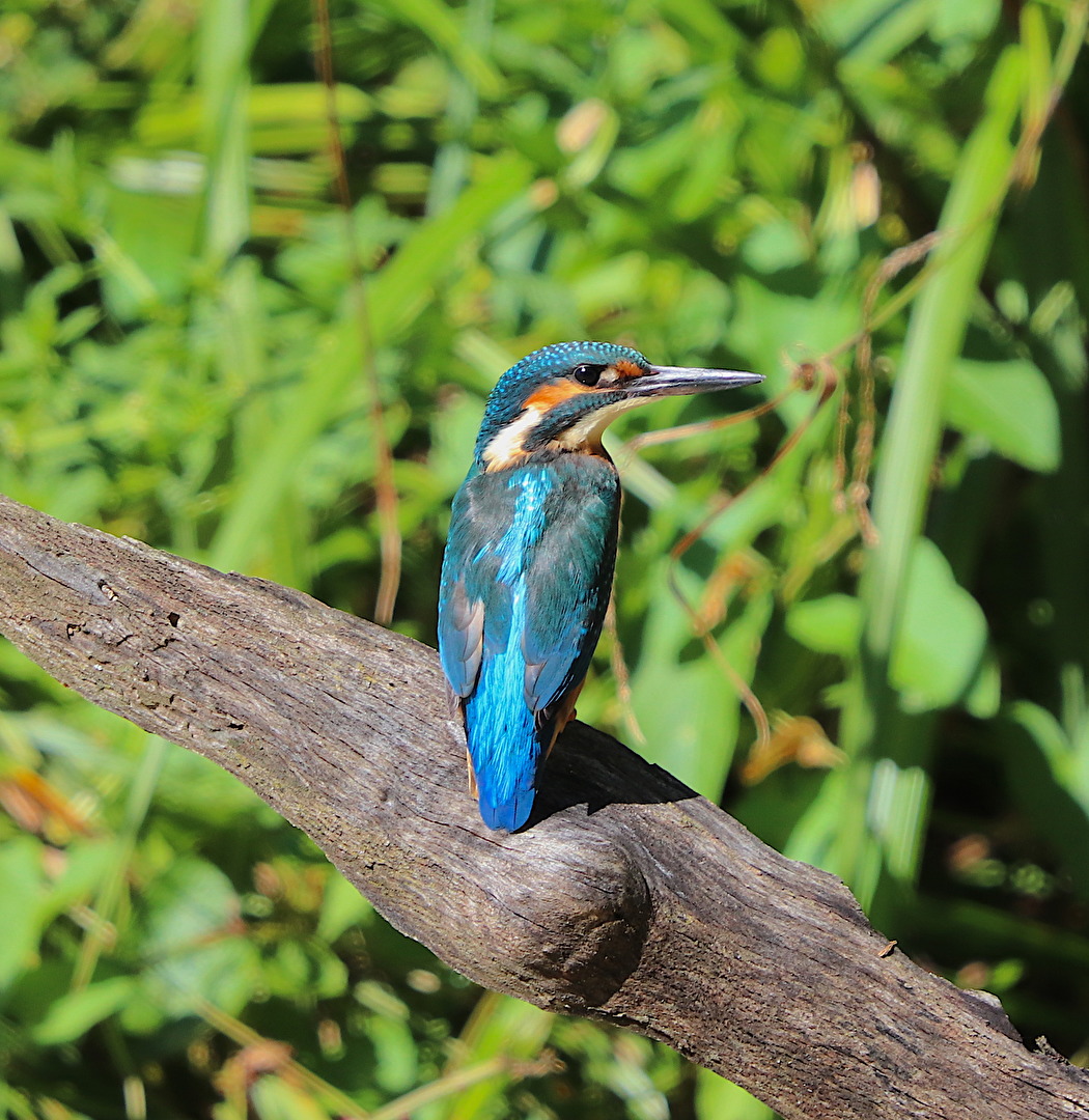 Eisvogel