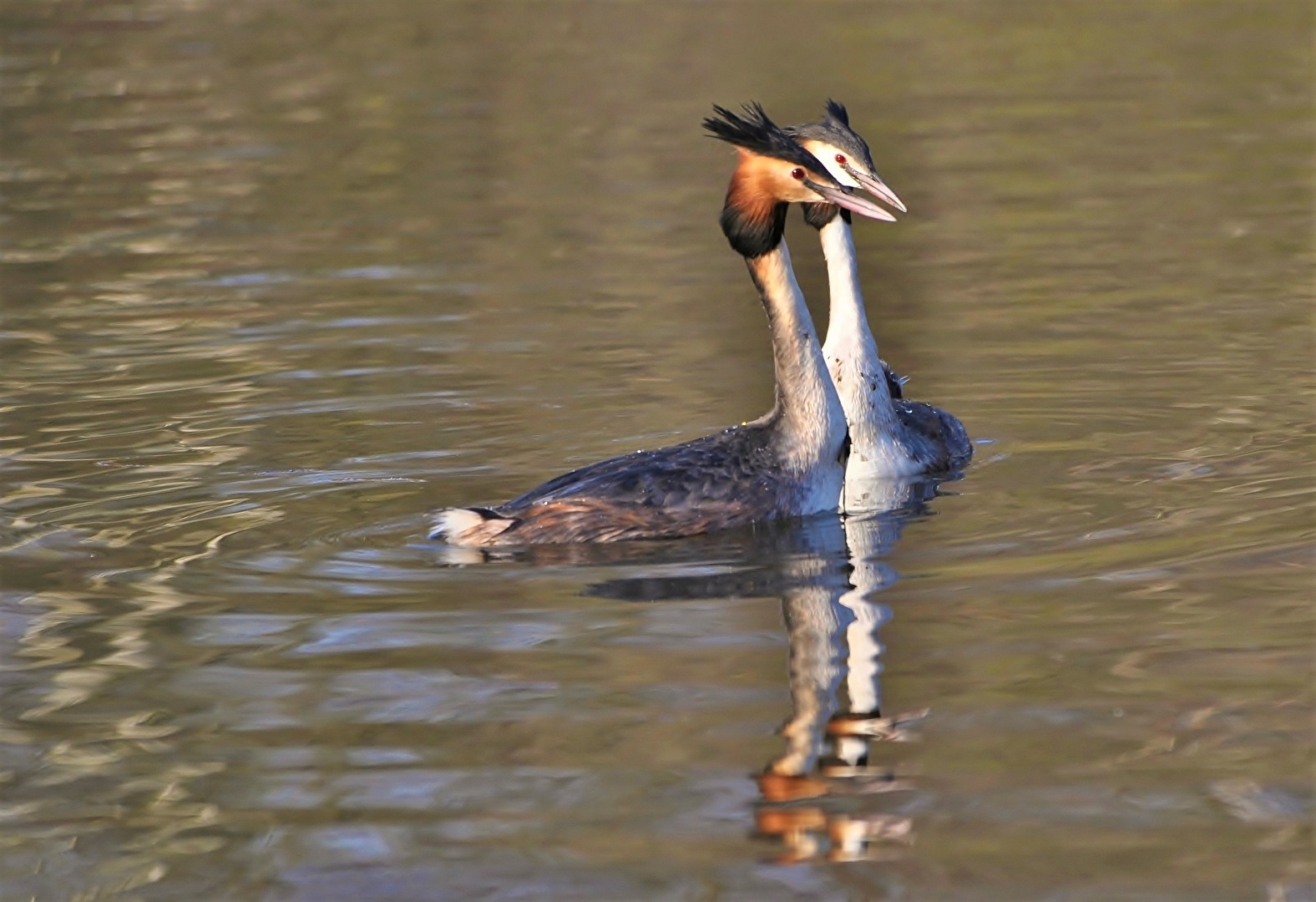 "Wir gehören zuammen "