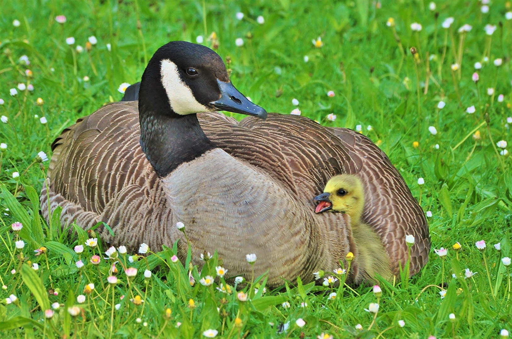 " Mama , bei Dir fühl ich mich wohl "