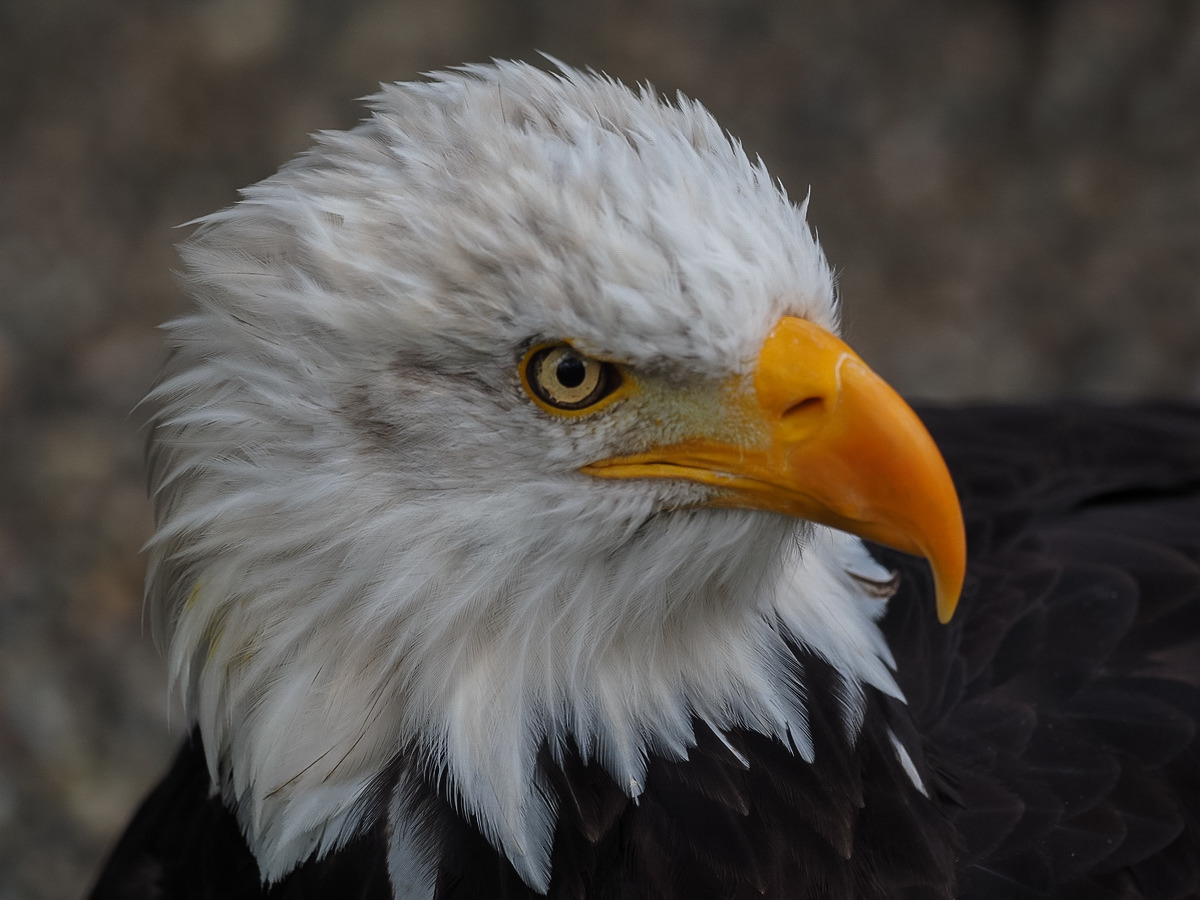 Weisskopf - Seeadler  Portrait