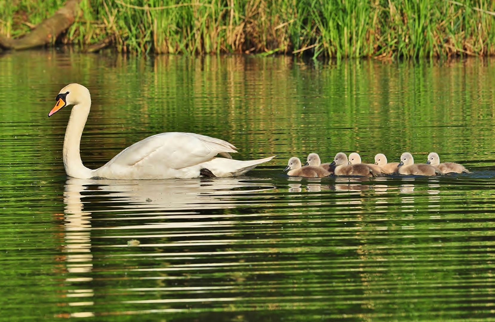 " Mama - nicht so schnell ! "