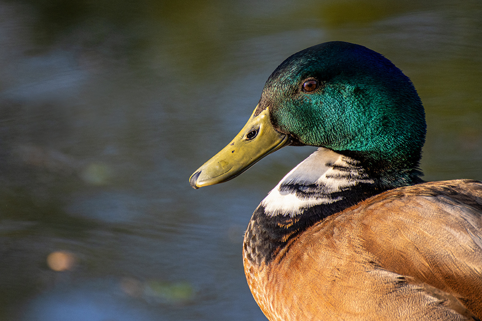 Hallo erstmal, ich stell mich mal in Profil
