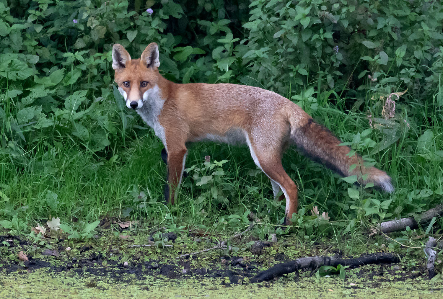 Rotfuchs mit einem Blick zurück