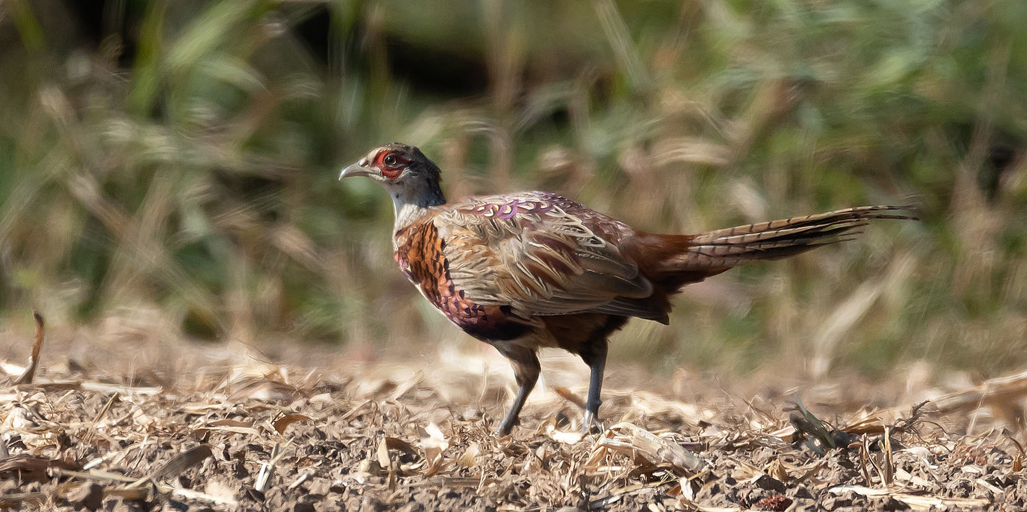 Jagdfasan am Wegesrand