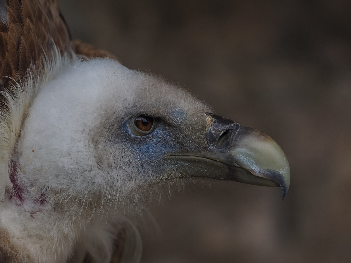 Gänsegeier Portrait