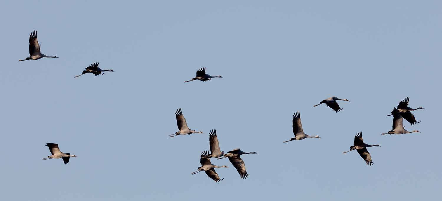 Kraniche, sie sind eifrig bei der Nahrungsaufnahme und