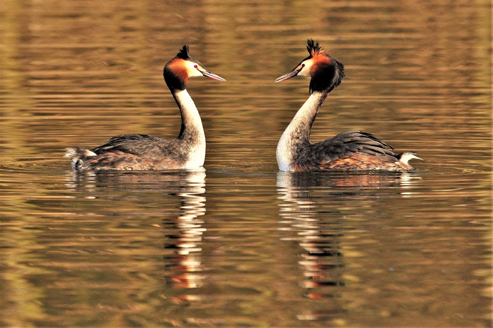 " Schau mir in die Augen ! "