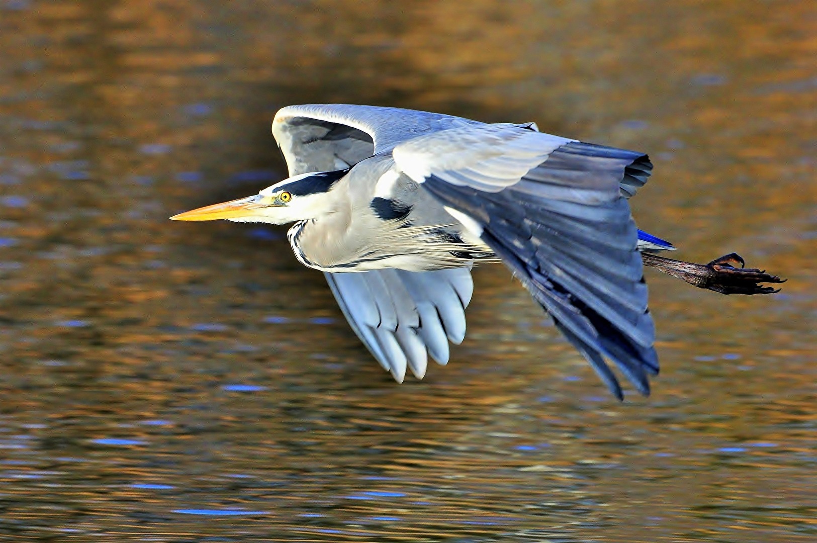 " Wo gibt es genug Fische ? "