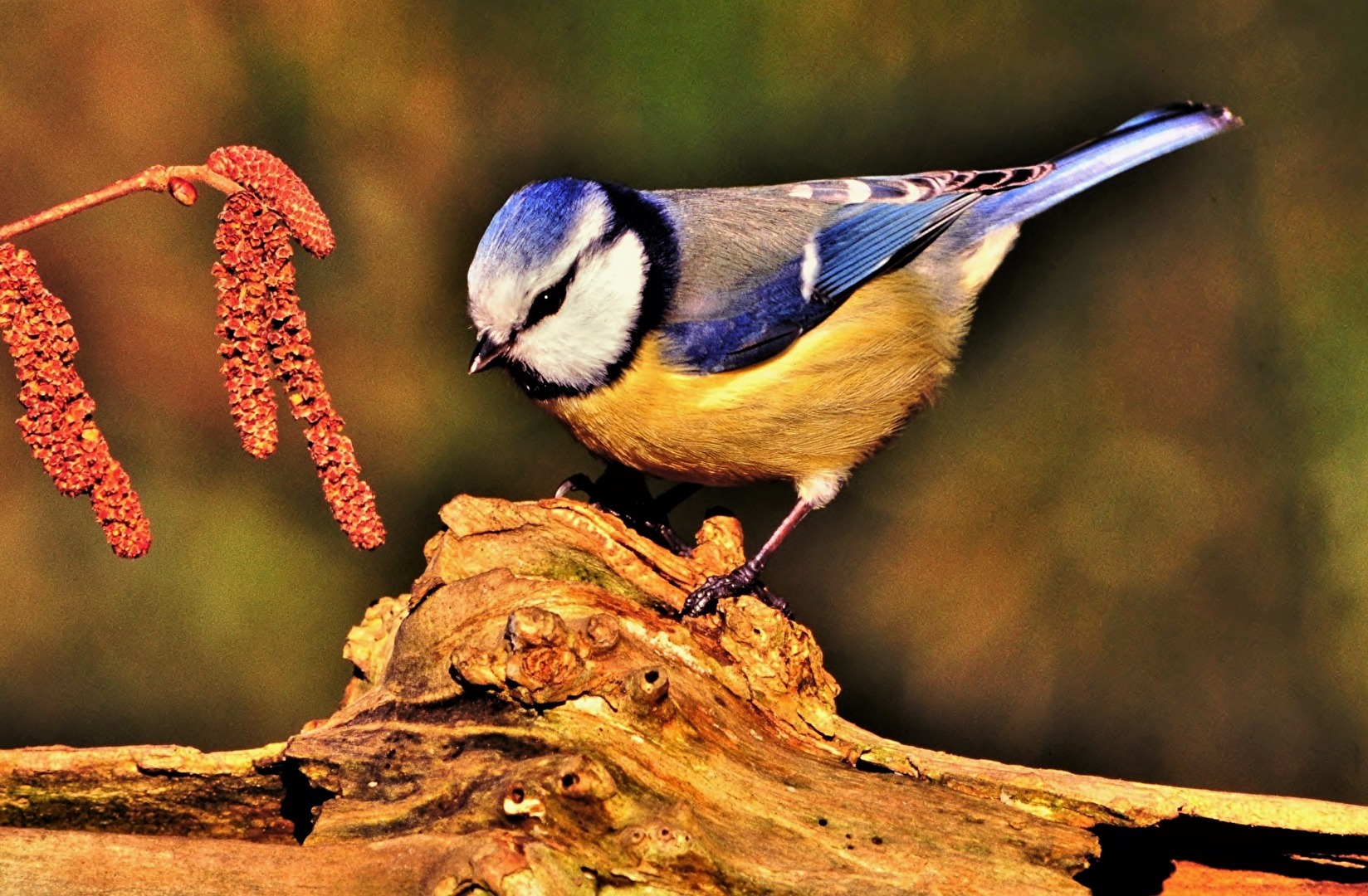 " Die kleine freche "