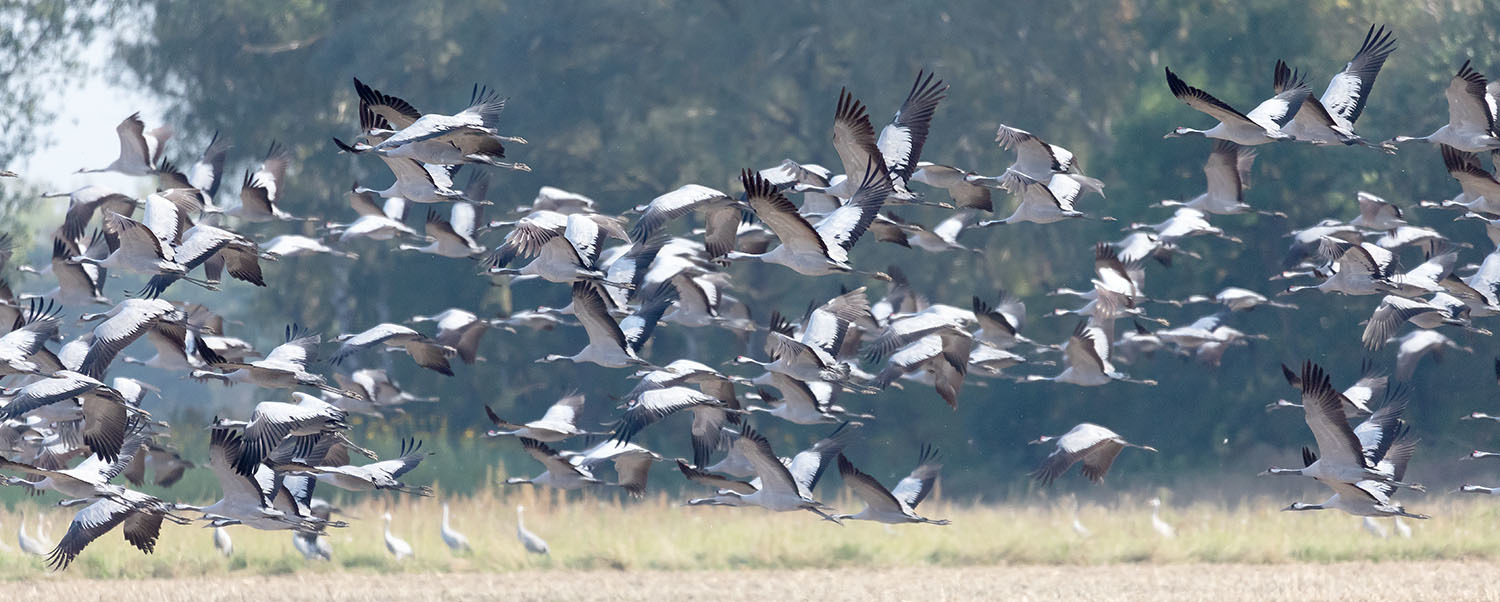 Kraniche fliegen zu ihren Ruheplätzen
