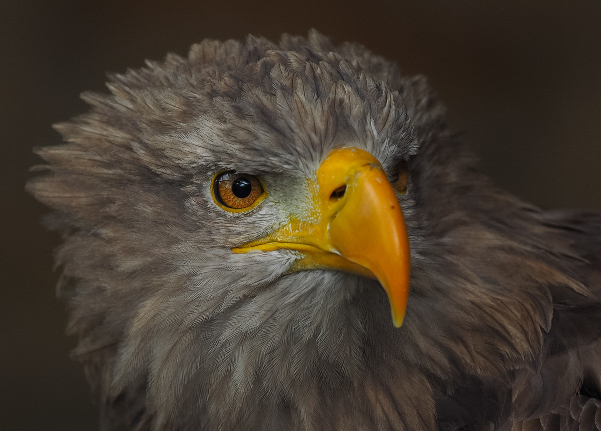 See - Adler