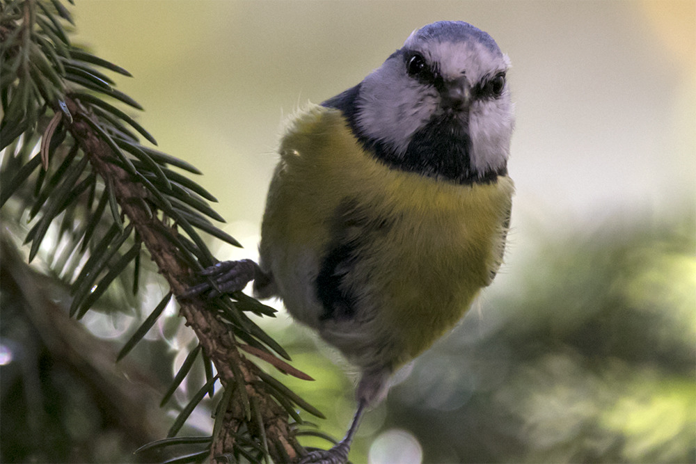 Blaumeise