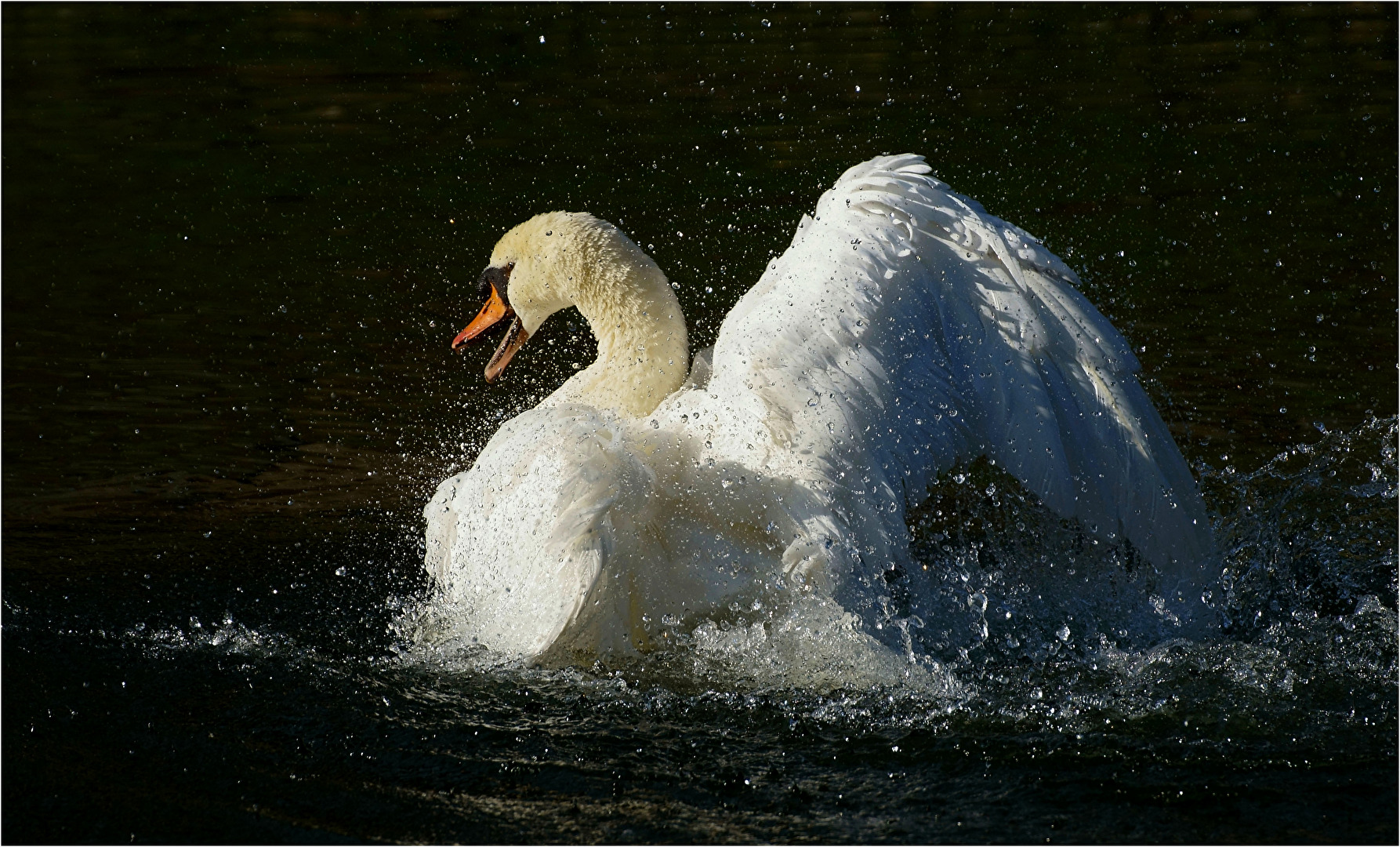 Badender Schwan auf der Neckar