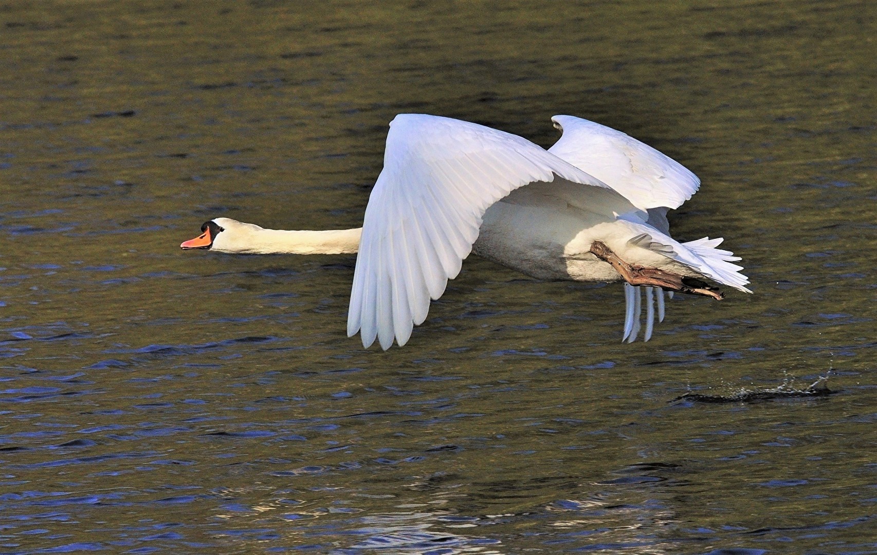 " Suche meine Frau "