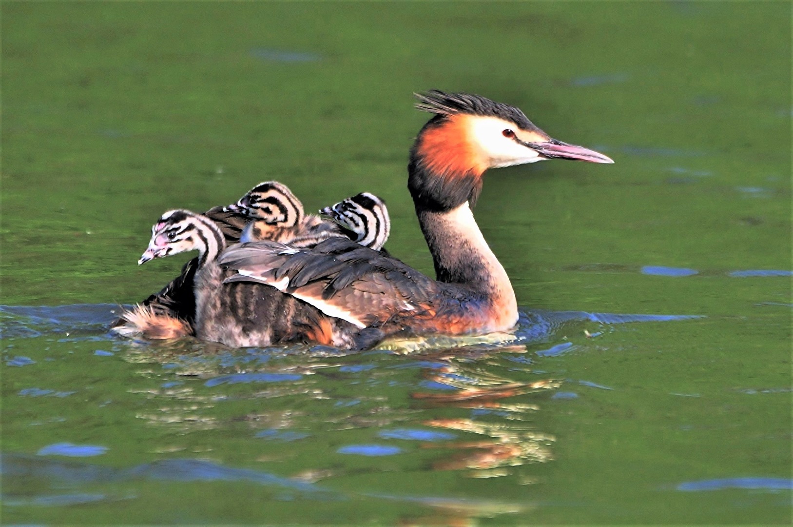 " Familien - Ausflug "