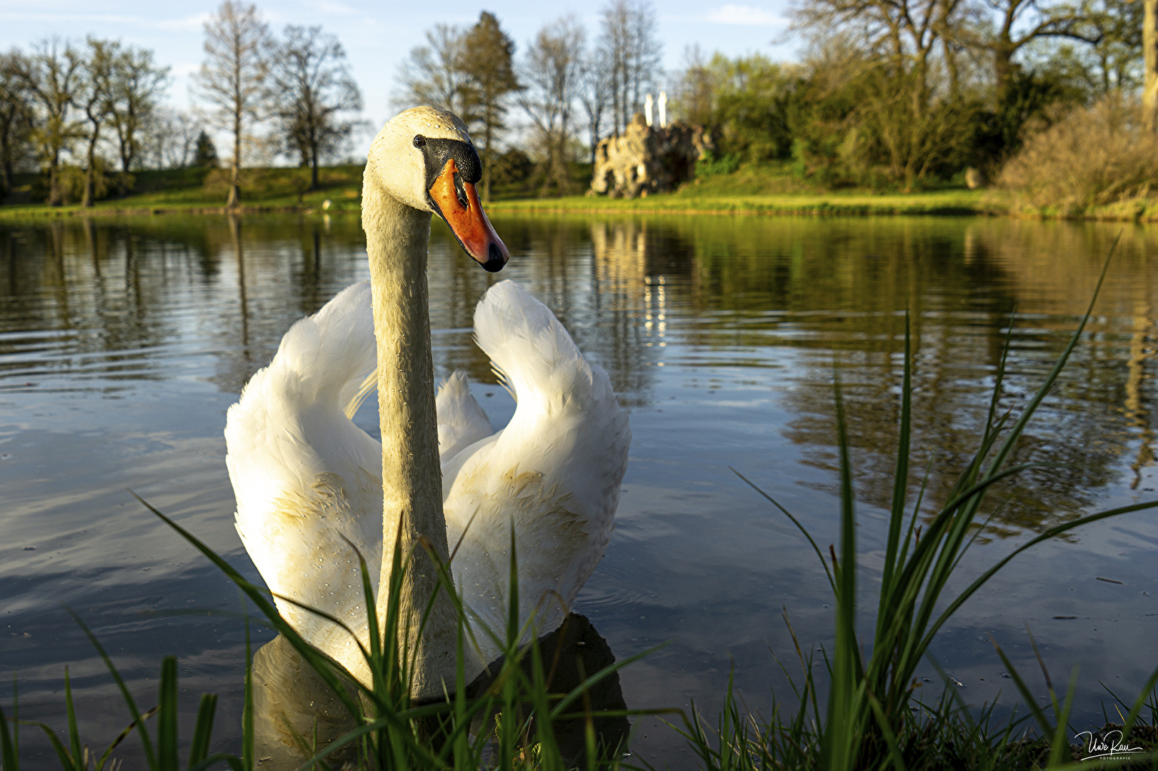 Schwan im Wörlitzer Park