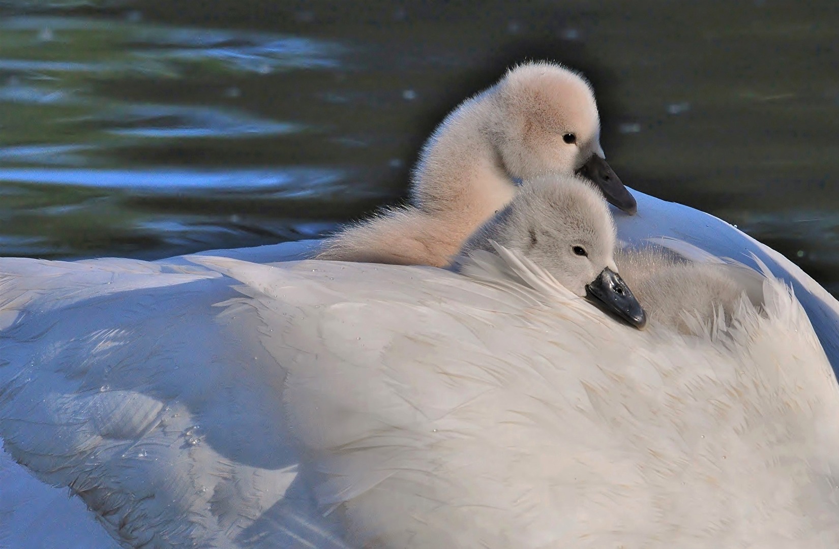" Auf der Brücke , 1. Offizier und Steuermann "