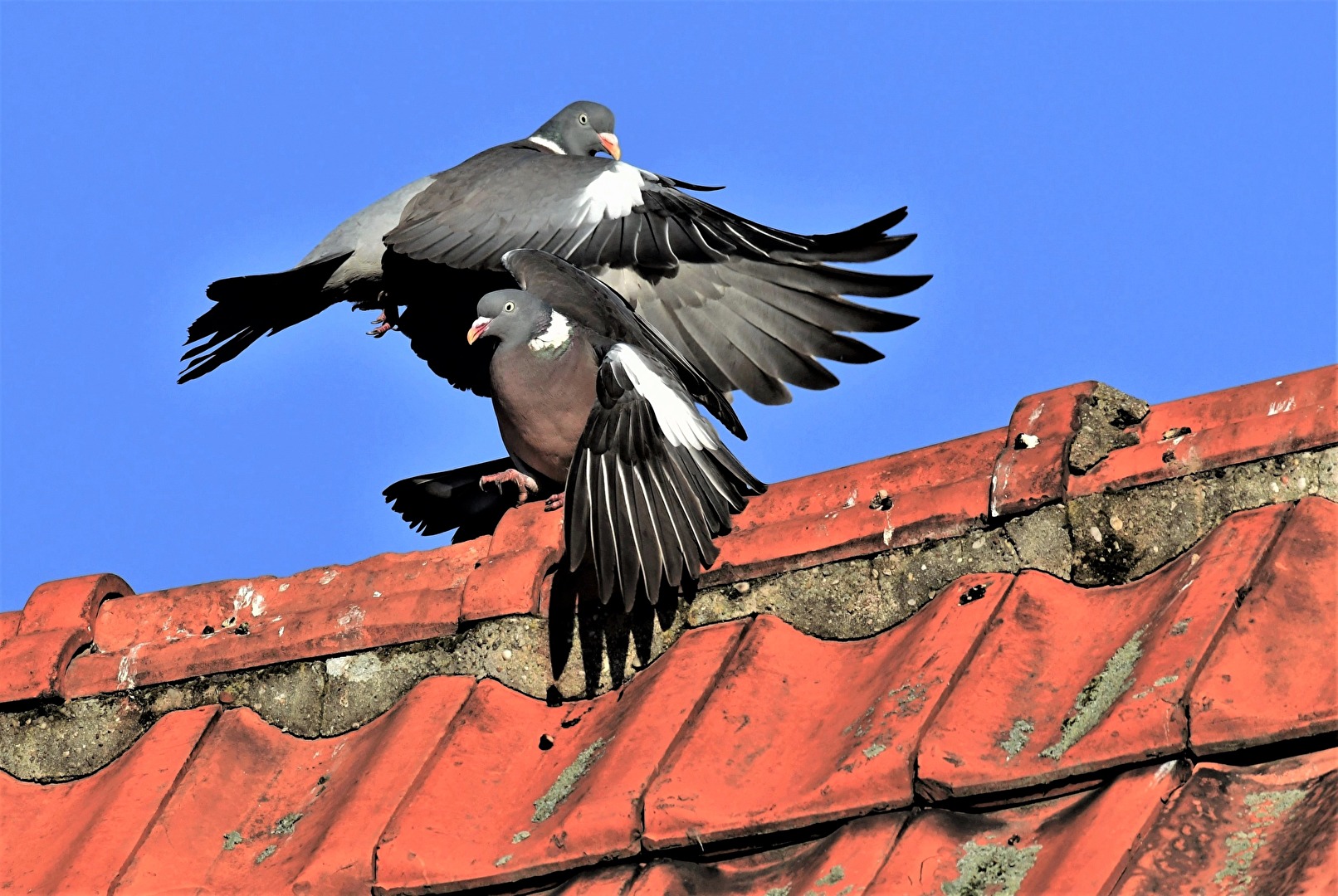 " Turteln auf dem Dach "