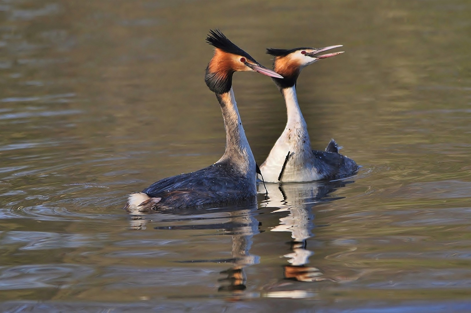 " Vor der Hochzeit "