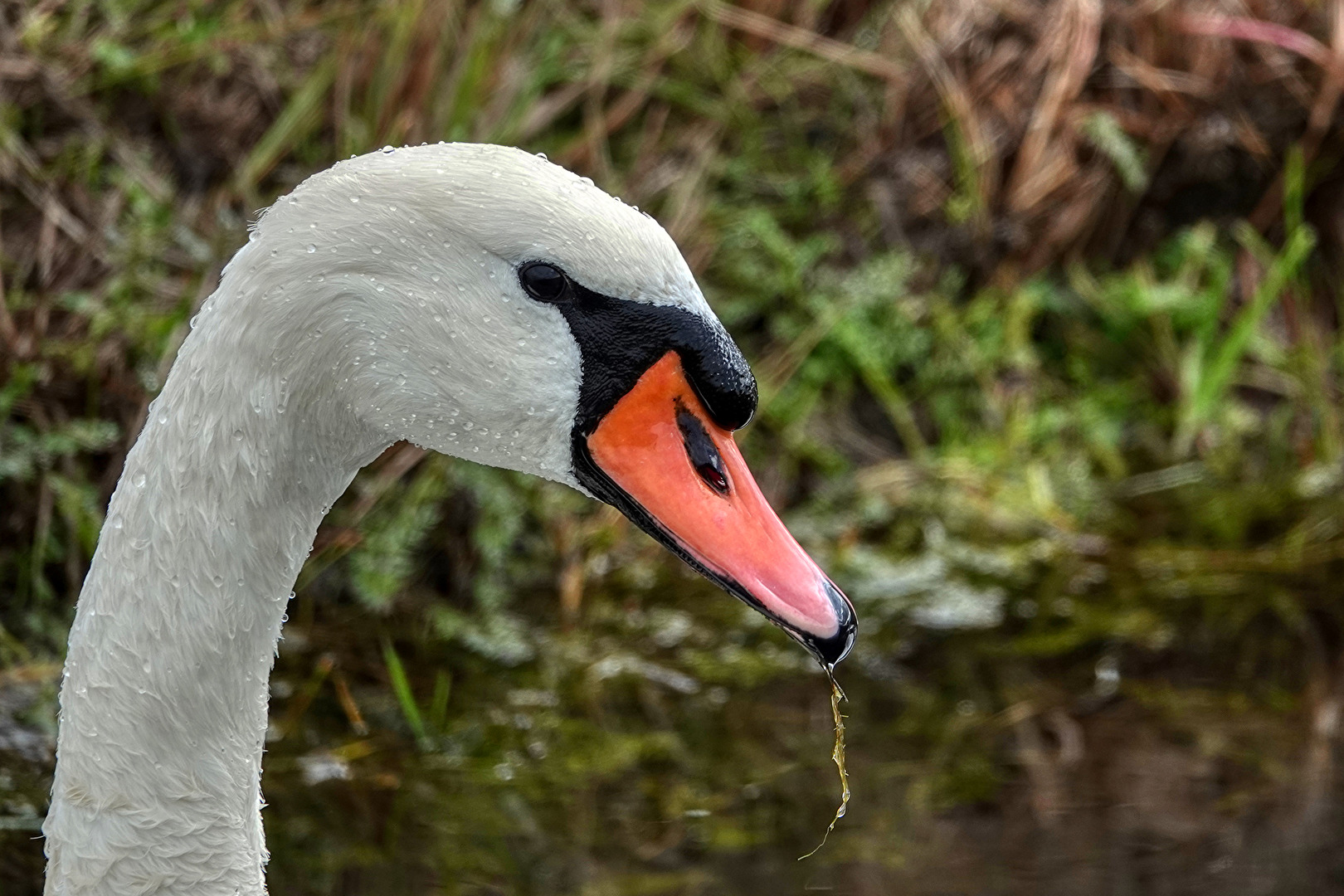 Schwanenportrait