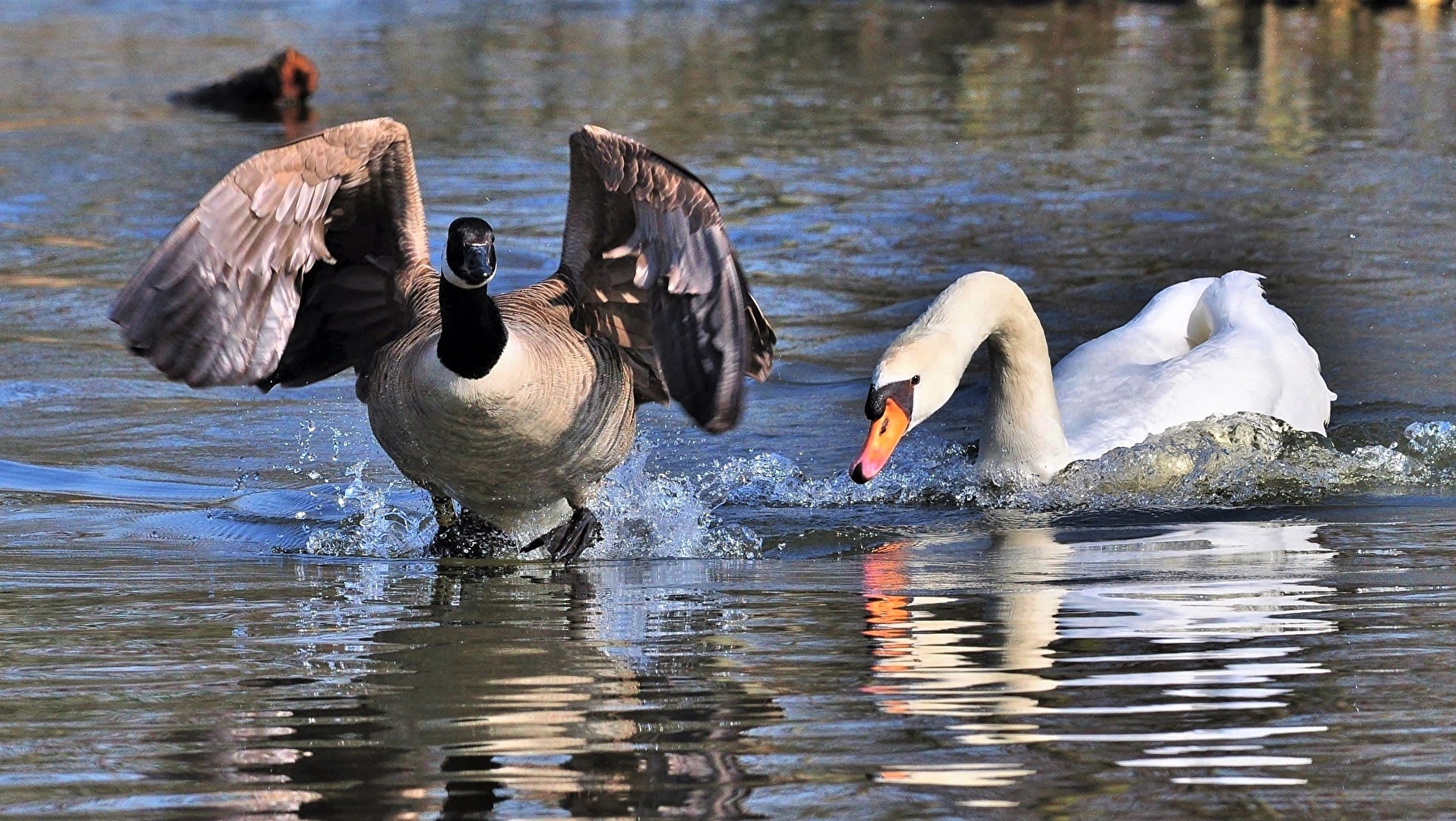 " Hilfe - er hat mich gleich "