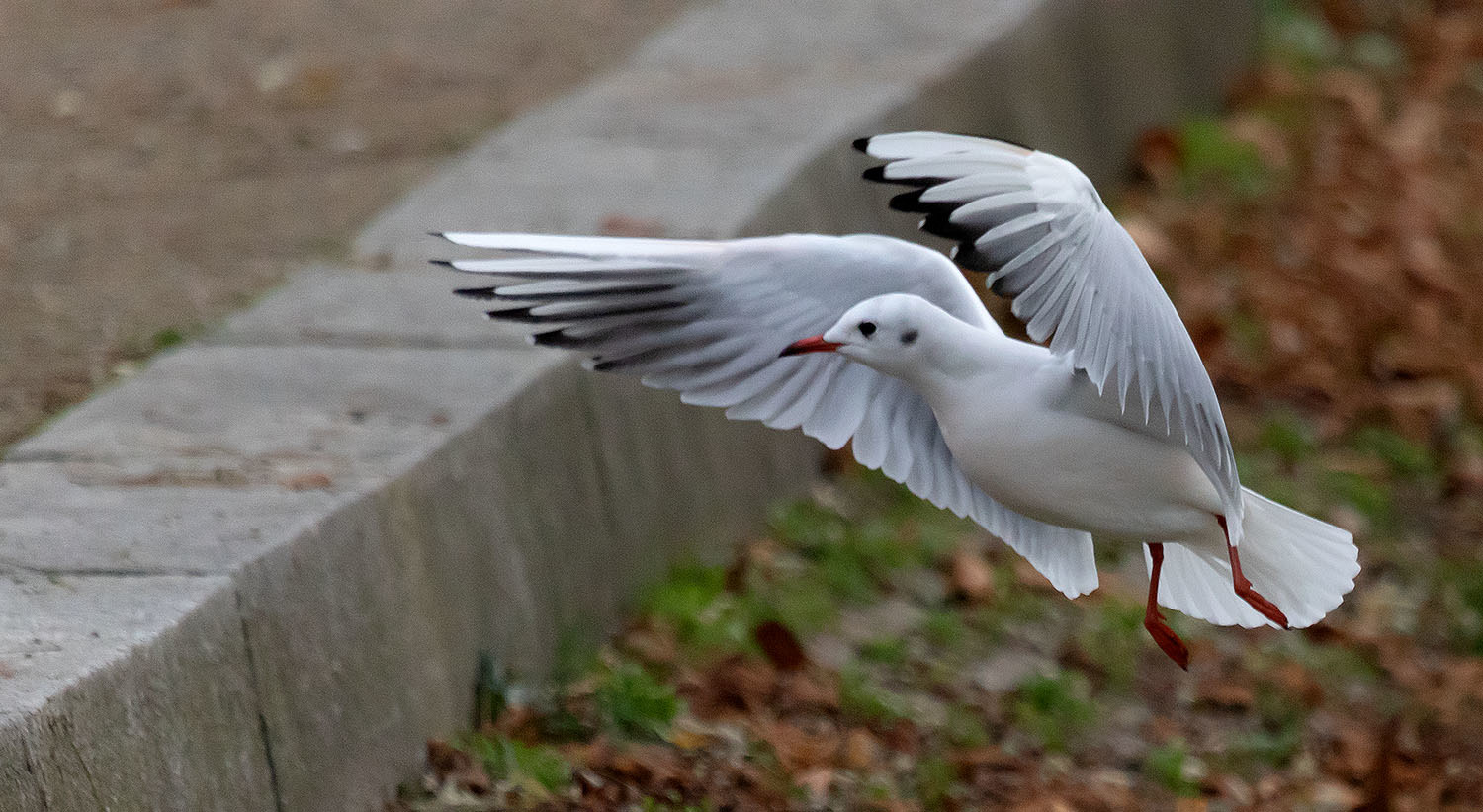 wo gibt es da Futter