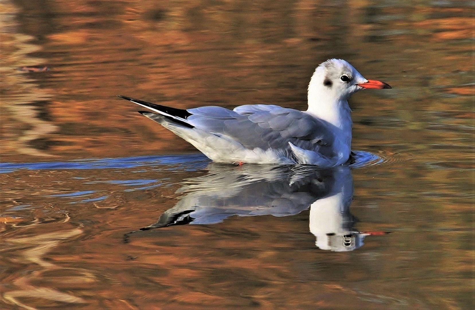 " Wintergast " , im Rheinland